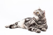 Cat lying on the floor