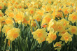 Yellow daffodils in a field