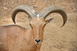 Barbary sheep