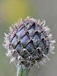 Foto: Knospe einer Wiesenflockenblume (Centaurea jacea) Knospe einer Wiesenflockenblume (Centaurea jacea)