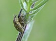 Foto: Rüsselkäfer(Larinus sturnus) bei der Paarung Rüsselkäfer(Larinus sturnus) bei der Paarung