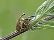 Foto: Rüsselkäfer(Larinus sturnus) bei der Paarung Rüsselkäfer(Larinus sturnus) bei der Paarung