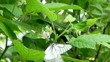 Butterflies are on a bush raspberries.