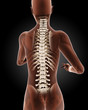 Illustration: Female medical skeleton Female medical skeleton