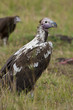 Lappet-faced Vulture