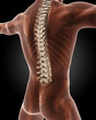 Illustration: Male medical skeleton Male medical skeleton