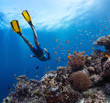 Freediver