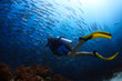 Diver