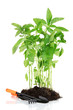 Pepper seedlings with garden tools isolated on white