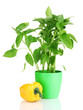 Pepper seedlings in flowerpot isolated on white
