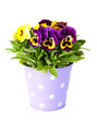 Beautiful pansies flowers isolated on a white