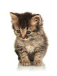 Small kitten isolated on white