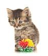 Small kitten play with toy isolated on white