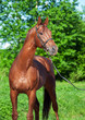 Spring portrait of chestnut Trakehner stallion