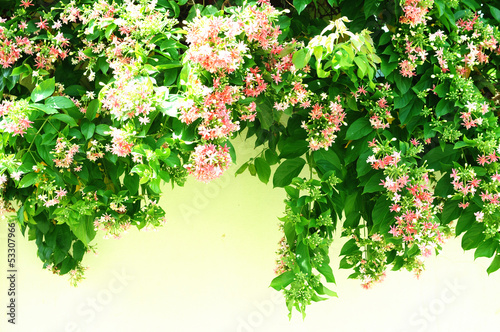 Photo: Fresh flowers background. Sunshine. Spring background Fresh flowers background. Sunshine. Spring background