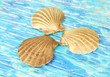 Colorful seashells on bright background