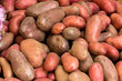 Photo: Frühkartoffeln Frühkartoffeln