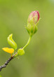 fresh bud