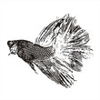 Fighting fish, Betta splendens sketch vector