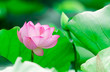 Foto: pink lotus pink lotus