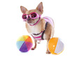 beach chihuahua