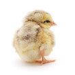 Foto: Small chicken Small chicken