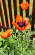 House garden with poppies
