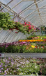 Flowers in the greenhouse