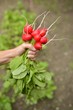 femme cueillir des radis frais de son jardin