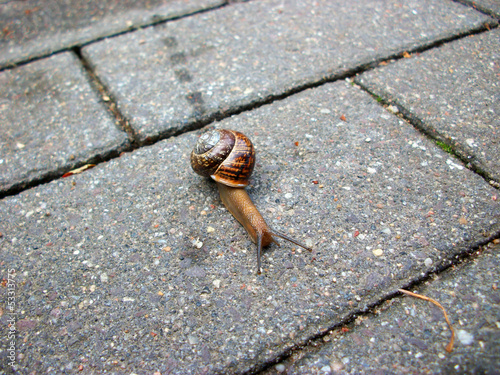 Photo: Snail on a stone path Snail on a stone path