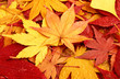 Dried maple