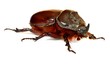 Oryctes nasicornis