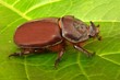 Oryctes nasicornis