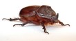nasicornis insecte