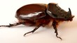 nasicornis insecte