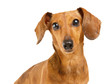 Dachshund dog portrait