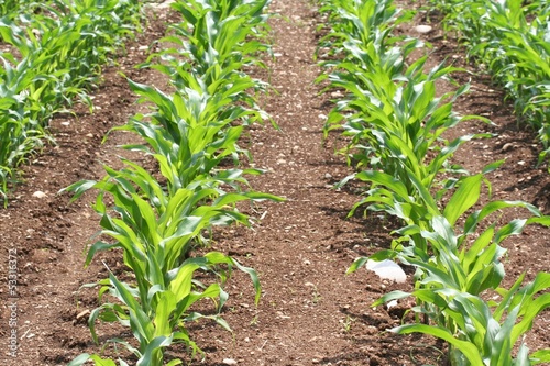 Photo: campo di mais_campagna campo di mais_campagna
