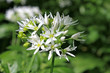 wild garlic