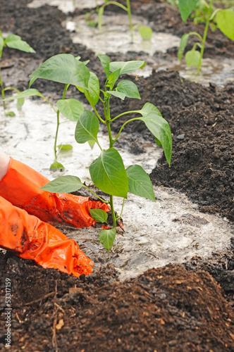 Photo: hands planting pepper seedlings into the ground hands planting pepper seedlings into the ground