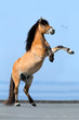 Horse reared on blue background along seacoast.