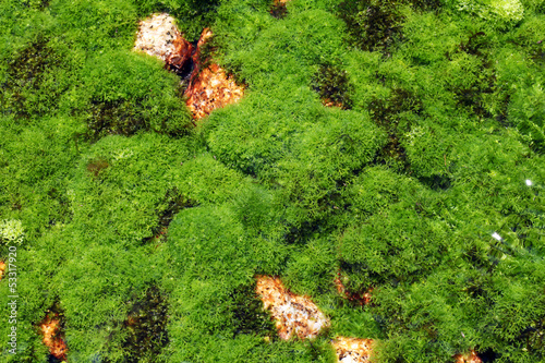 Photo: 水生植物 水生植物