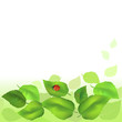 Summer background with green leaves