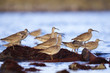 whimbrel