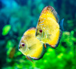 Symphysodon discus