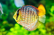 Symphysodon discus