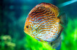 Symphysodon discus