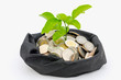 Money tree