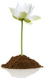 Foto: lotus blanc sur motte de terre lotus blanc sur motte de terre