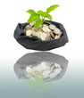 Money tree