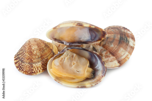 Photo: Clams isolated_VI Clams isolated_VI